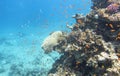 Colorful, picturesque coral reef at the sandy bottom of tropical sea, hard corals with Anthias and chromis fishes, underwater Royalty Free Stock Photo