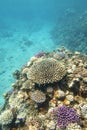 Colorful, picturesque coral reef at the sandy bottom of tropical sea, hard corals with green chromis fishes, underwater landscape Royalty Free Stock Photo