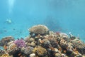 Colorful, picturesque coral reef at the sandy bottom of tropical sea, hard corals with green chromis fishes, underwater landscape Royalty Free Stock Photo