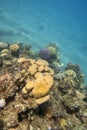 Colorful, picturesque coral reef at bottom of tropical sea, hard corals, underwater landscape