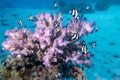 Colorful, picturesque coral reef at sandy bottom of tropical sea, stony corals and fishes whitetail Dascyllus, underwater Royalty Free Stock Photo