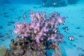 Colorful, picturesque coral reef at sandy bottom of tropical sea, stony corals and fishes whitetail Dascyllus, underwater Royalty Free Stock Photo