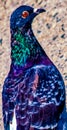 Colorful pigeon bird head