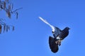 Colorful pigeon during the flight