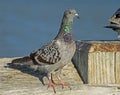 A Colorful Pigeon perches on the fishing pier in Florida. Royalty Free Stock Photo