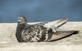 A Colorful Pigeon perches on the fishing pier in Florida. Royalty Free Stock Photo