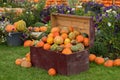 Colorful pile of different pumpkins on a vintage cart chest.
