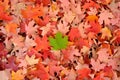 Colorful pile of fall leaves on the ground. Suitable as a background. Royalty Free Stock Photo