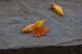 Colorful Pin Oak leaves on rock Royalty Free Stock Photo