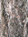 colorful pine bark - wood texture Royalty Free Stock Photo