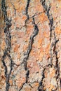 Colorful pine tree bark Royalty Free Stock Photo