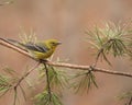 Colorful pine warbler perched on a pine tree Royalty Free Stock Photo