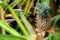 colorful pineapple flower fruit ananas comosus flower with thorny leaves. with copy space Royalty Free Stock Photo