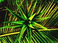 Colorful of pineapple leaves placed on coconut leaves