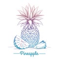 Colorful pineapple sketch