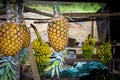 Colorful pineapples hanging