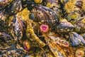 Colorful Pink Anemones Mussels Low Tide Pools Canon Beach Oregon Royalty Free Stock Photo