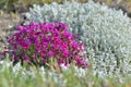 Pink aubrieta flowers blooming in a flower bed in a garden