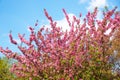 colorful pink blooming branches of a crabapple tree in spring, blue sky