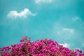 Colorful Pink Bougainvillea Flower against Blue Sky in Summer. Bright Sunny Day