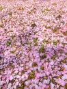 Colorful pink cherry blossom petals fall on the ground Royalty Free Stock Photo