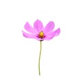 Colorful pink cosmos bipinnatus flower with yellow pollen and long green stem isolated on background , clipping path Royalty Free Stock Photo