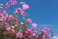 Colorful pink cosmos flowers blooming in the field with blue sky Royalty Free Stock Photo