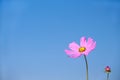 Colorful Pink Cosmos Flowers Blooming On Vivid Blue Sky Background