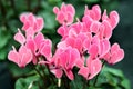 Colorful pink cyclamen flowers Royalty Free Stock Photo