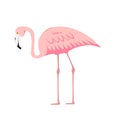 Colorful pink decorative flamingo isolated on white background. Vector Illustration Royalty Free Stock Photo