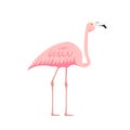 Colorful pink decorative flamingo isolated on white background. Vector Illustration Royalty Free Stock Photo