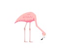 Colorful pink decorative flamingo isolated on white background. Vector Illustration Royalty Free Stock Photo