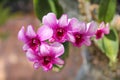 Colorful pink dendrobium orchids blooming in outdoor garden background Royalty Free Stock Photo