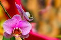 Colorful pink dotted moth or phalaenopsis blume orchids
