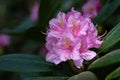 Colorful pink Flowering Rhododendron in the wild forest