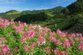 Colorful pink flowers in the garden Royalty Free Stock Photo