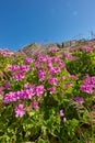 Colorful pink flowers with green foliage growing on a mountain slope against a clear blue sky background with copy space Royalty Free Stock Photo