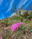 Colorful pink flowers growing on a mountain with a blue sky background from below. Vibrant mesembryanthemums or vygies Royalty Free Stock Photo