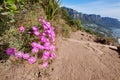 Colorful pink flowers on a hiking trail along the mountain. .Vibrant mesembryanthemums or vygies from the aizoaceae Royalty Free Stock Photo