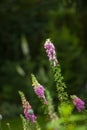 Colorful pink foxglove flowers blooming in a lush green garden. Purple outdoor plants growing in a beautiful backyard Royalty Free Stock Photo