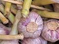 Colorful pink garlic tubers at a food market