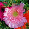 Colorful pink Gerber daisy top view close up Royalty Free Stock Photo