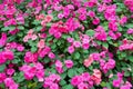 Colorful pink impatiens flowers background