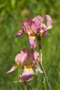 Colorful pink irises in the garden, blooming beautiful bearded iris flower. Floral background Royalty Free Stock Photo