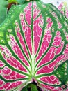 Background Pattern Abstact Pink Dieffenbachia Leaf Textured