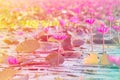 Colorful Pink Lotus in lake at thale noi, Phatthalung, Thailand. Royalty Free Stock Photo