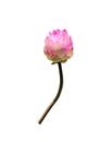 Colorful pink lotus lily bud begins bloom or Nelumbo nucifera Sacred lotus isolated on white background Royalty Free Stock Photo