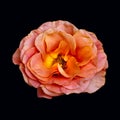 Colorful pink orange yellow rose blossom macro on black background in vintage painting style Royalty Free Stock Photo