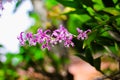 Colorful pink orchids dendrobium blooming in nature garden outdoor background Royalty Free Stock Photo