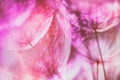 Colorful Pink Pastel Background - vivid abstract dandelion flower Royalty Free Stock Photo